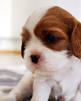 Gilda as a puppy (spring 2004)