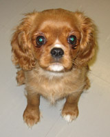 Nata as a puppy (spring 2006)
