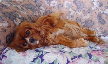 Anni mietteissn sohvan kulmassa