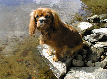 Muistoissa: Kallioluodon Angelique