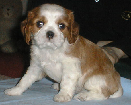 Kallioluodon Bruno Benelli 'Lenni' liki luovutusikisen