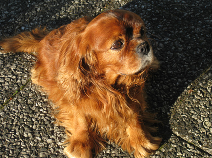 Ruben keskuussa 2011