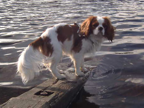 Leevi kesn vietossa 07/2003 :)