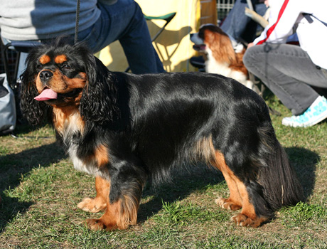 Kallioluodon Herrasmiesvaras 'Rasmus' Tuomarinkartanon nyttelyss 17.09.2006