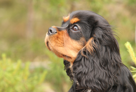 Nelli kesällä 2008