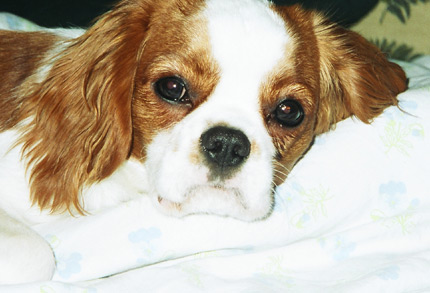 Leevi joulun 2002 tietmill :)