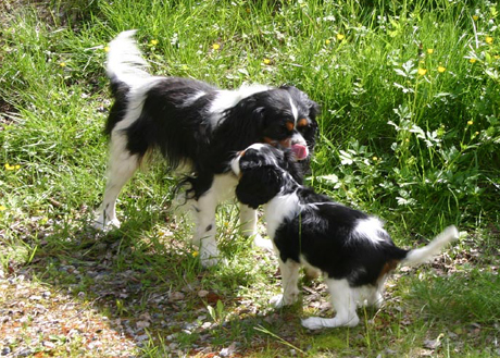 Muusa leikkii Kinuski-idin kanssa