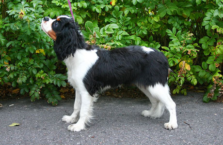 Muusa syyskuussa 2004