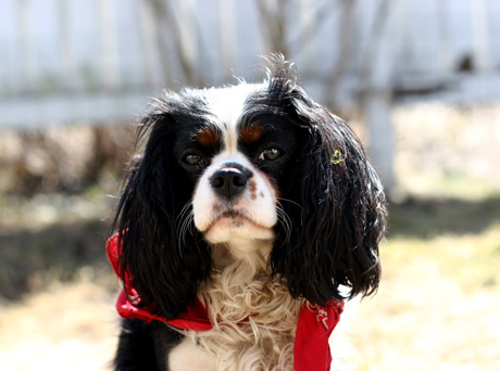 Muusa 2-vuotiaana (kevt 2006)