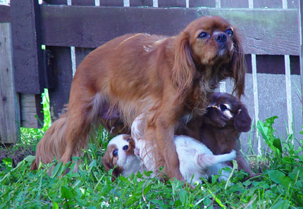 Riina pentujensa kanssa