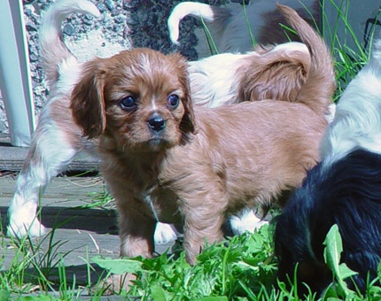 Ruben pikkupentuna (kevt 2002)