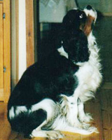 Kallioluodon Bittinikkari