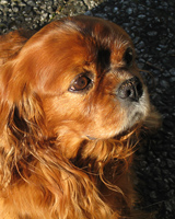 Kallioluodon D'Artagnan