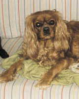 Neftarin Popparienkeli aka Elsa