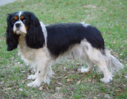 Pentujen em Jablen China Rose 'Kinuski'