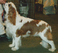 Jablen Poet Preacher 'Popi'