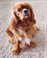 Kallioluodon Charlotte Russe