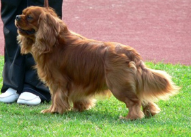 Simon Tries Biely Dmon (kuvan oikeudet Maaret Tapio / Ramsan kennel)
