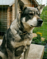 Jmtlanninpystykorva Sohvi aka Tytti